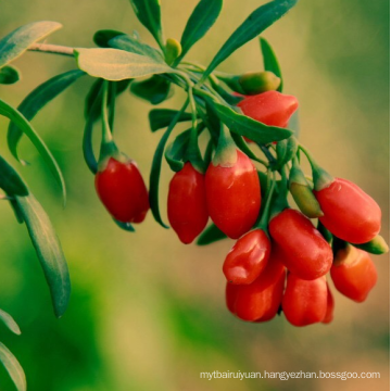 Chinese organic goji berry dried